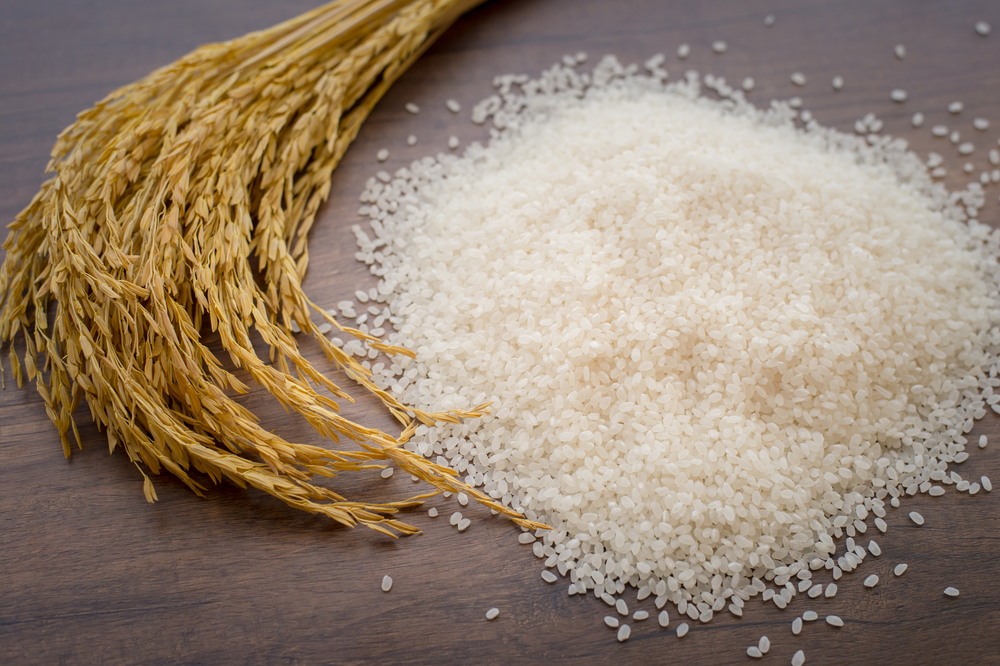 La importancia del arroz en Japón Planta Oryza sativa