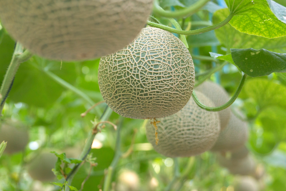 El melón más caro del mundo es japonés