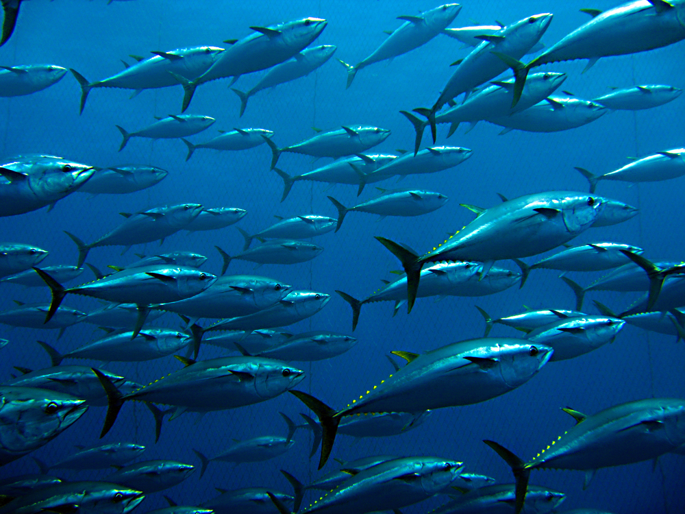 Todo lo que tienes que saber del atún rojo o Bluefin